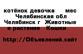 котёнок девочка 1,5 мес. - Челябинская обл., Челябинск г. Животные и растения » Кошки   